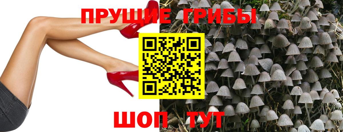 Псилоцибиновые грибы Psilocybine cubensis Черкесск